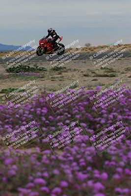 media/Jan-14-2023-SoCal Trackdays (Sat) [[497694156f]]/Turn 14 Exit Bloomig (145pm)/
